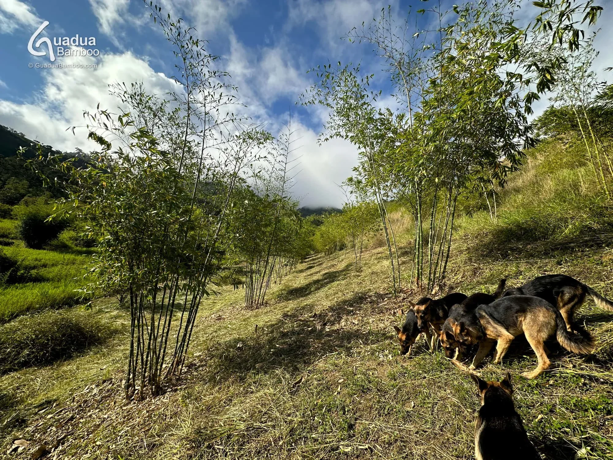 mantenimiento de plantaciones de bambu guadua en colombia 1.jpg