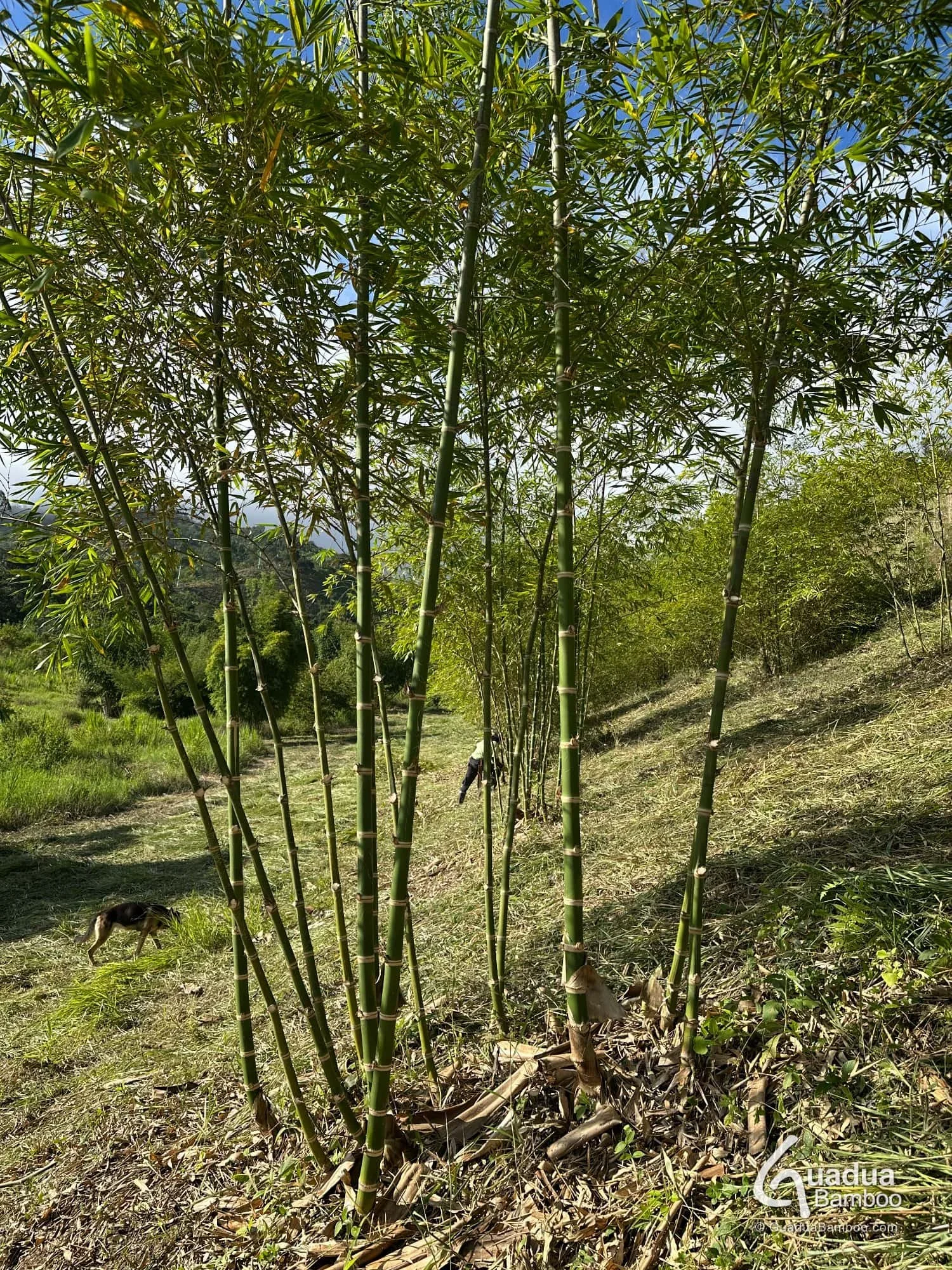 mantenimiento de plantaciones de bambu guadua en colombia 2.jpg