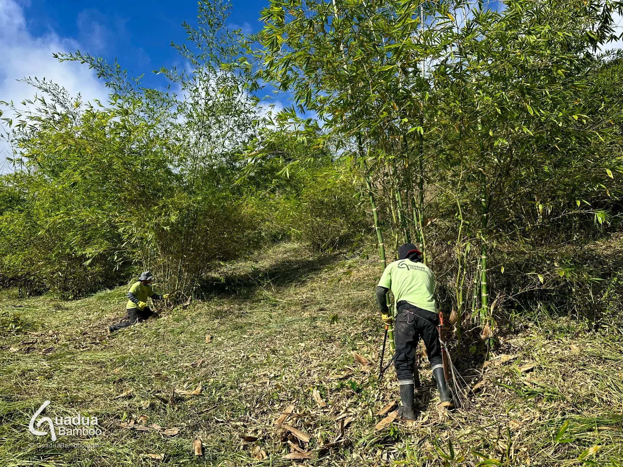 mantenimiento de plantaciones de bambu guadua en colombia 4.jpg