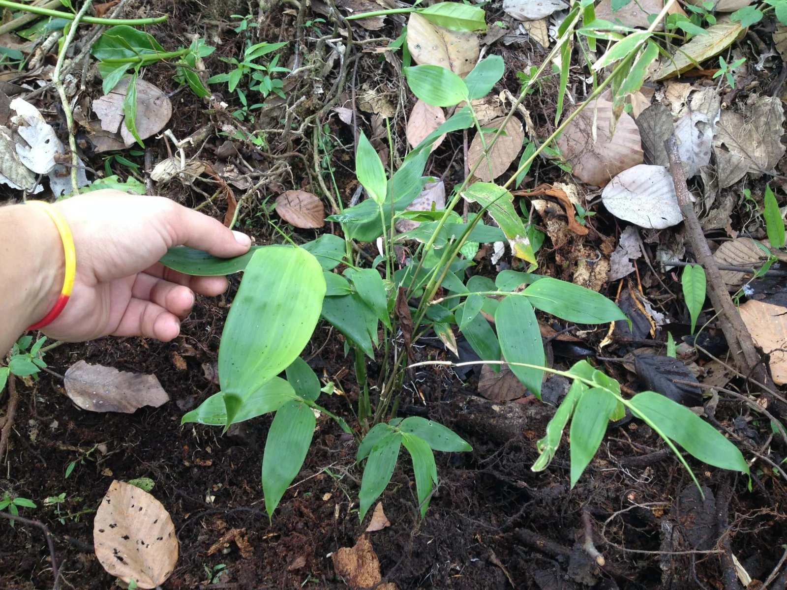 Planta de Guadua angustifolia