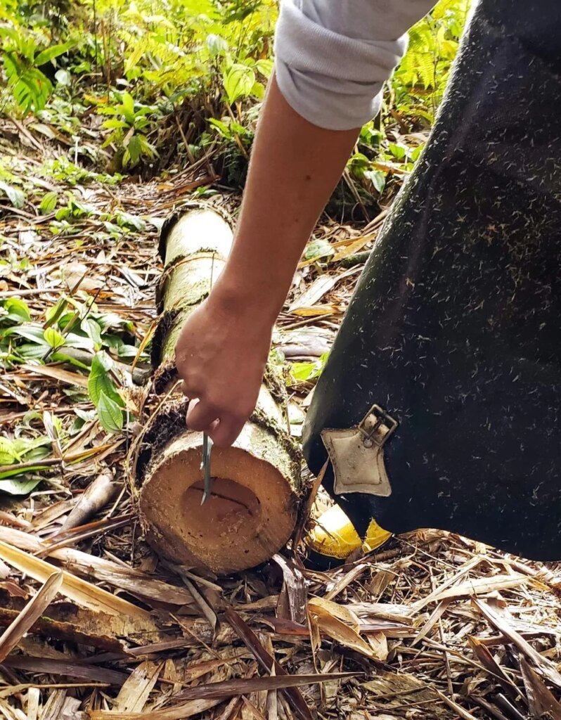 Bambú de Paredes Gruesas (Dendrocalamus asper)