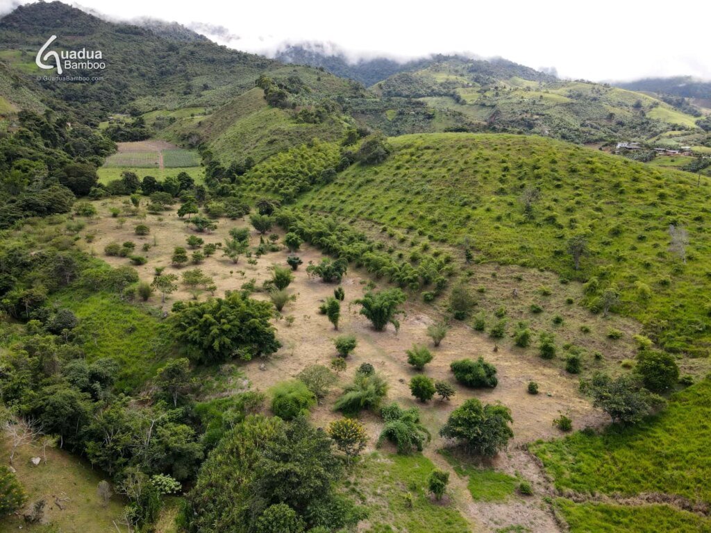 parque de bambu colombia 2