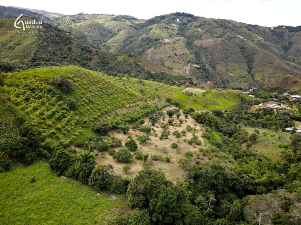 parque de bambu colombia 3