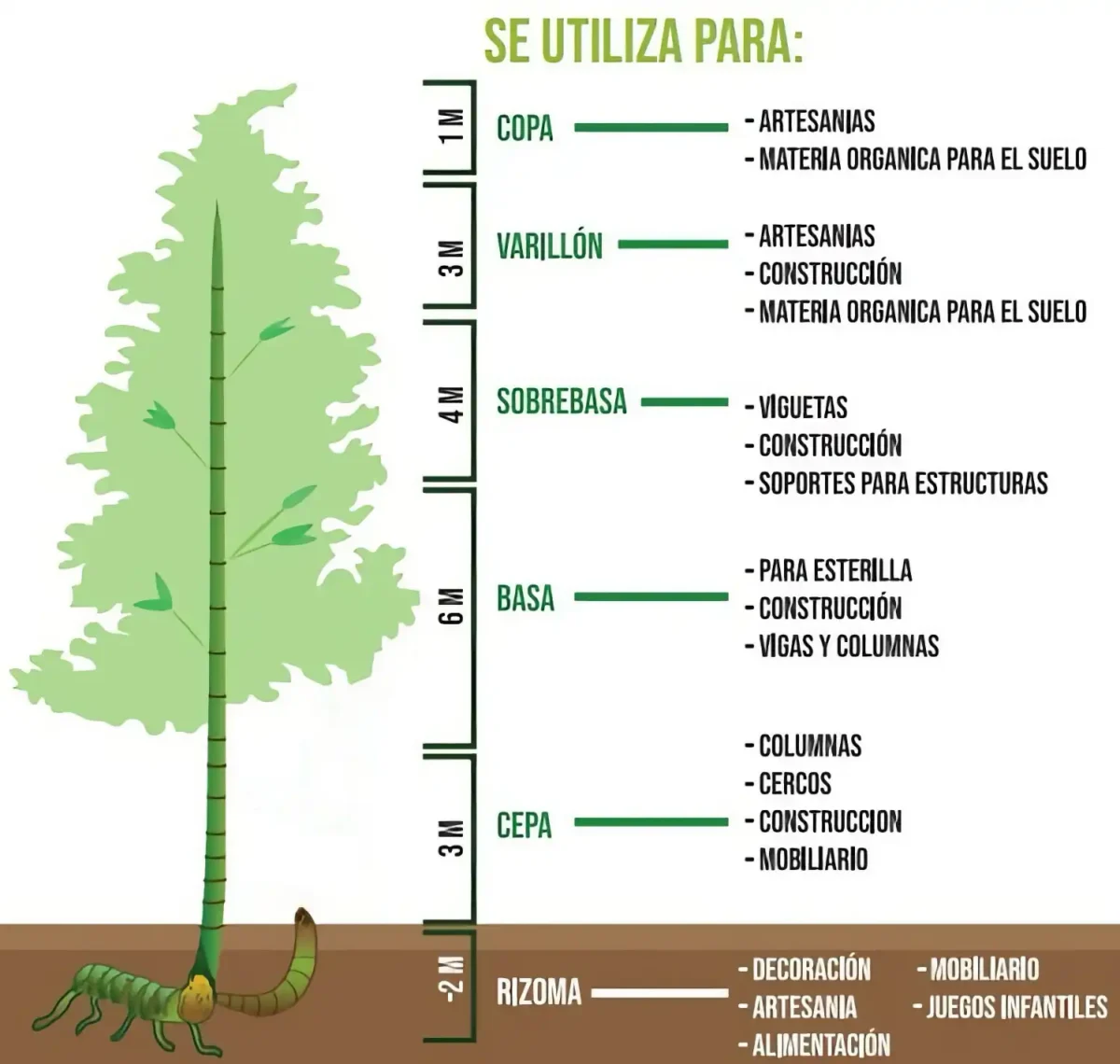 Partes de la guadua culmo secciones cepa basa sobrebasa varillon