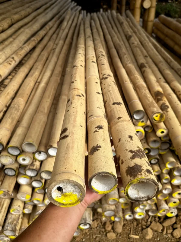 Pecas negras en la Guadua