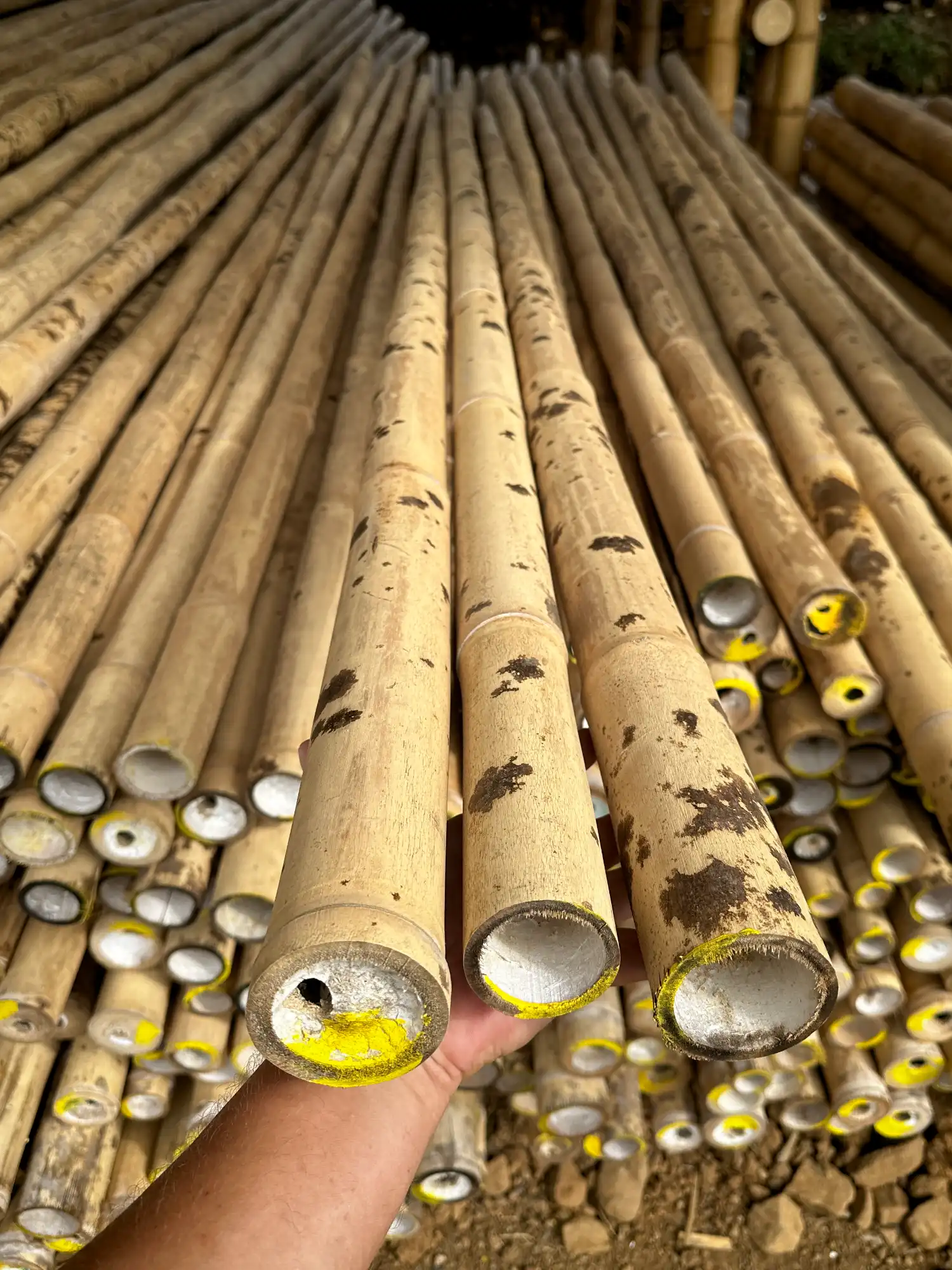 Pecas negras en la Guadua