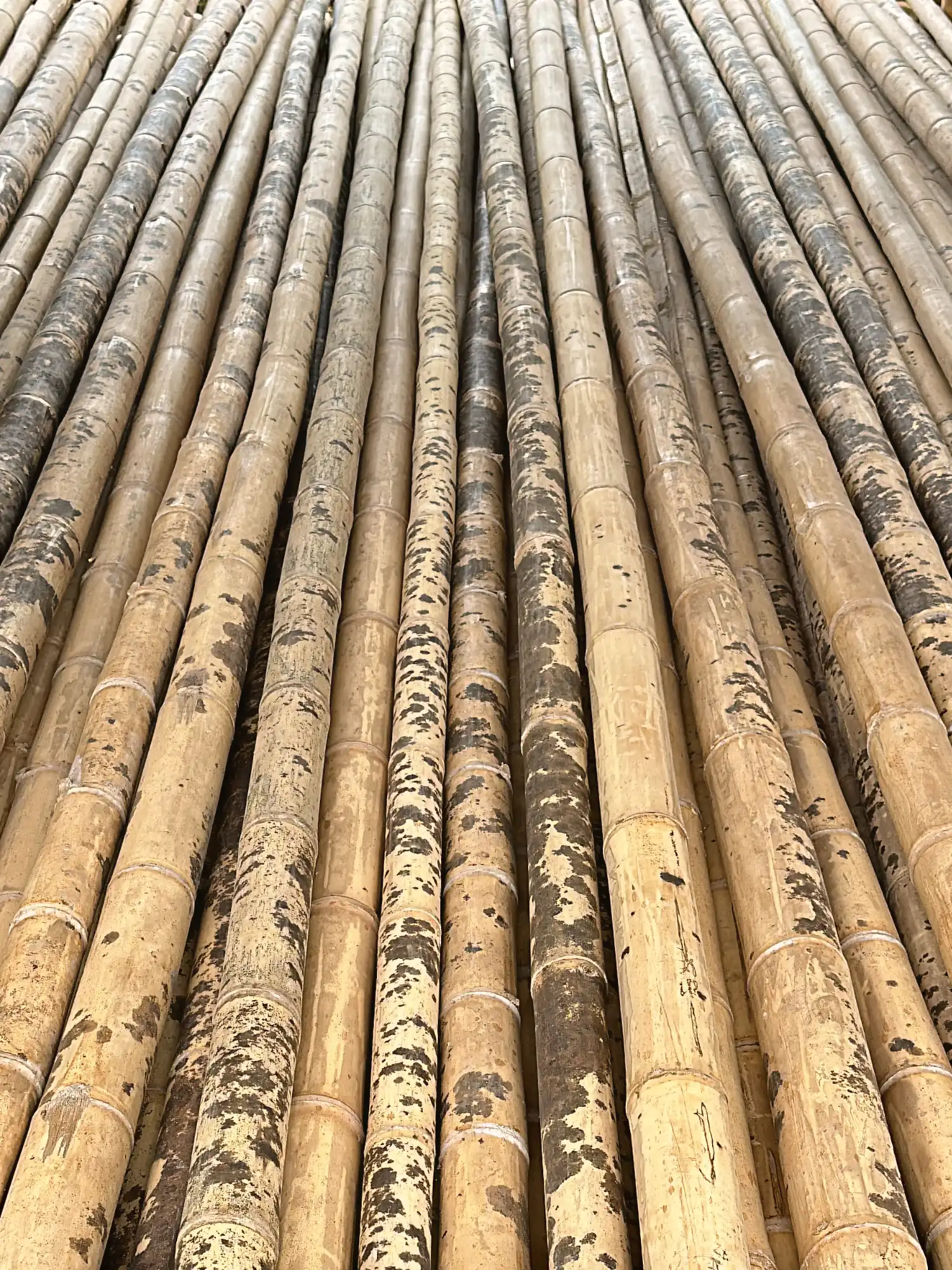 Pecas negras en la Guadua