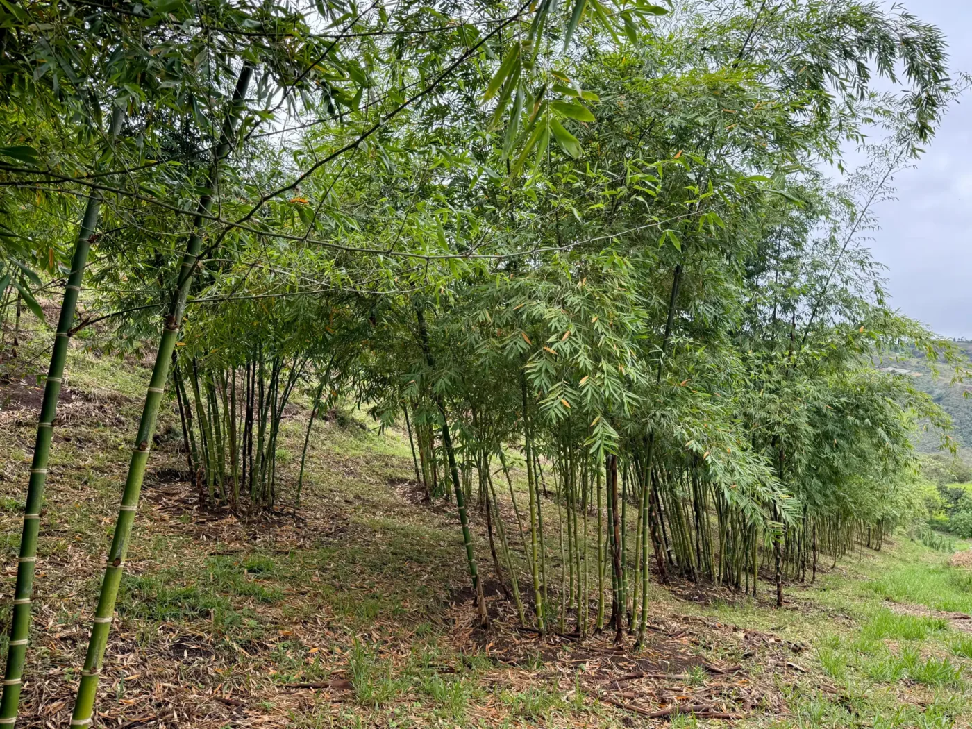 Plantación de Guadua angustifolia en el Valle del Cauca