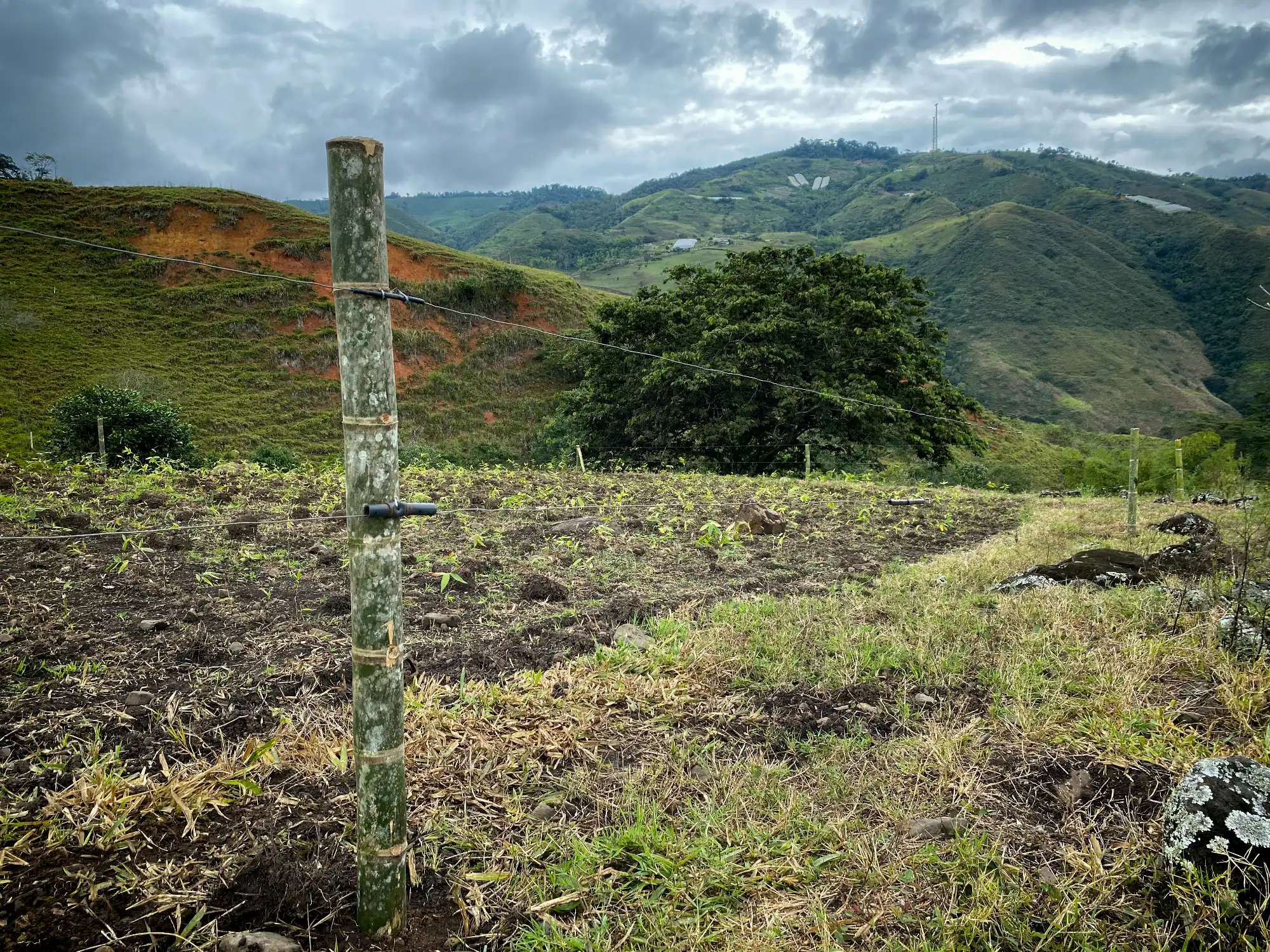 Posteadura con guadua cruda