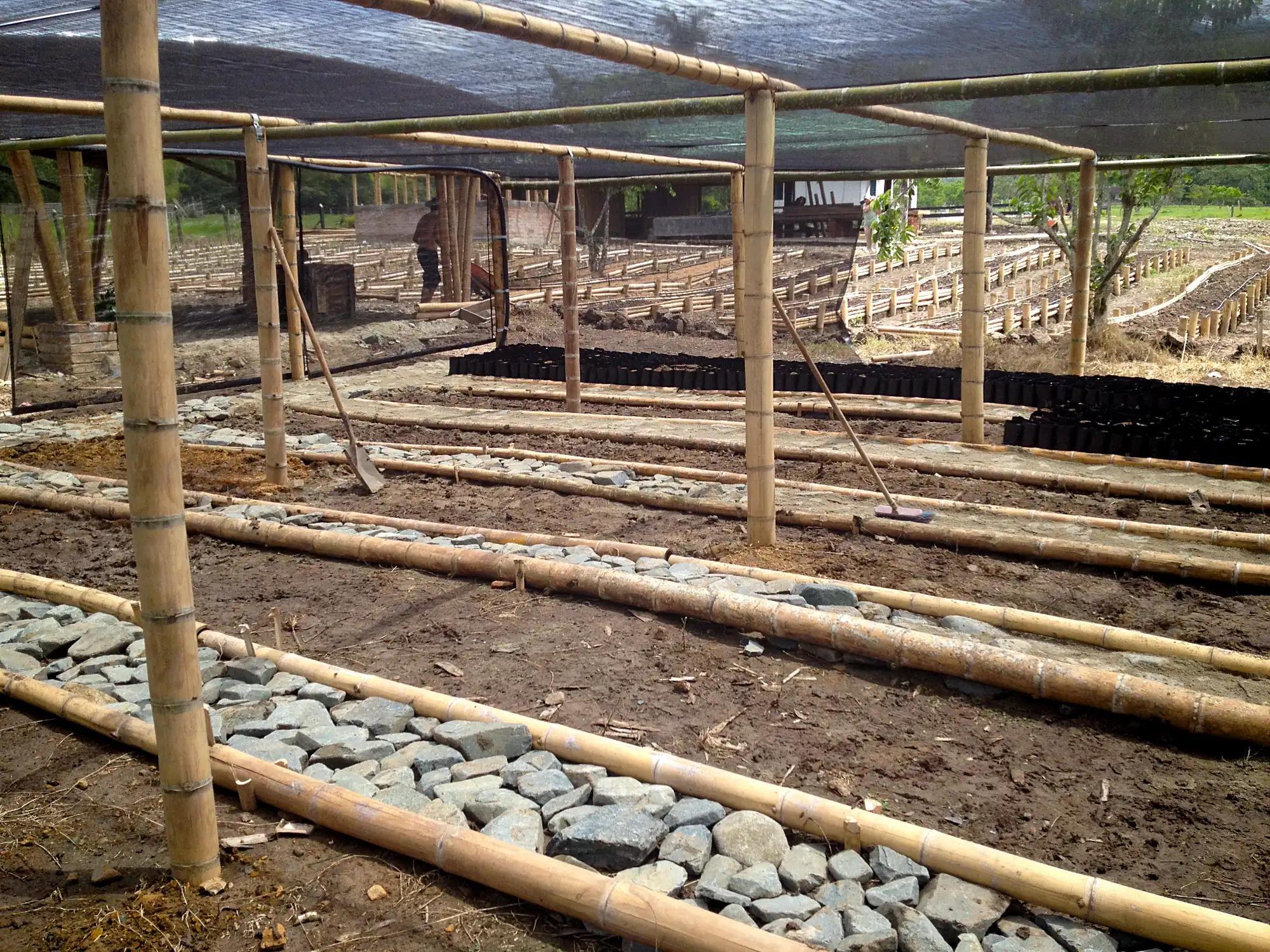 Invernadero con postes de guadua cruda