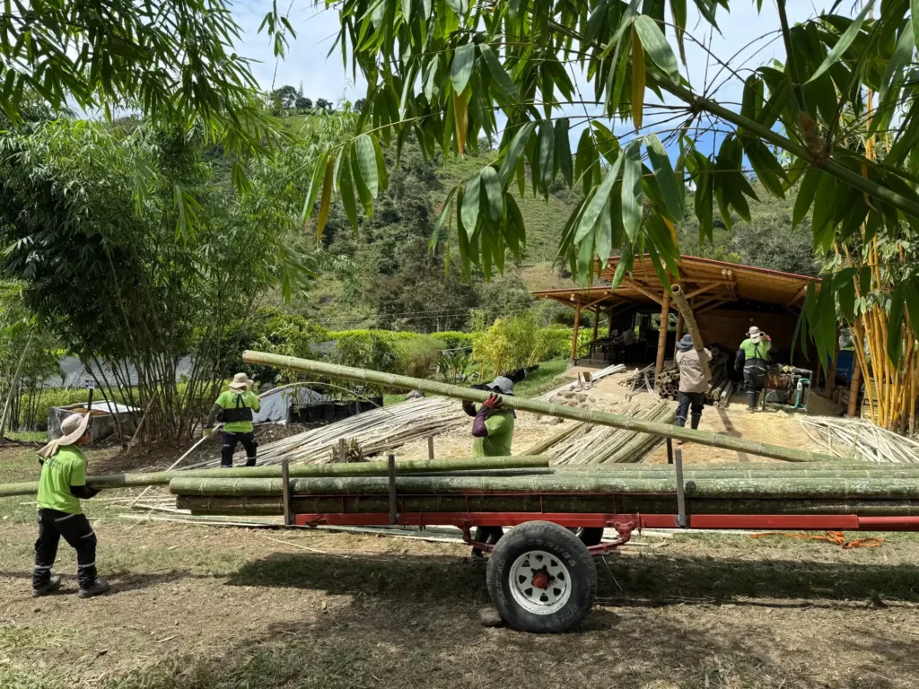 produccion de latas de bambu guadua en colombia 1