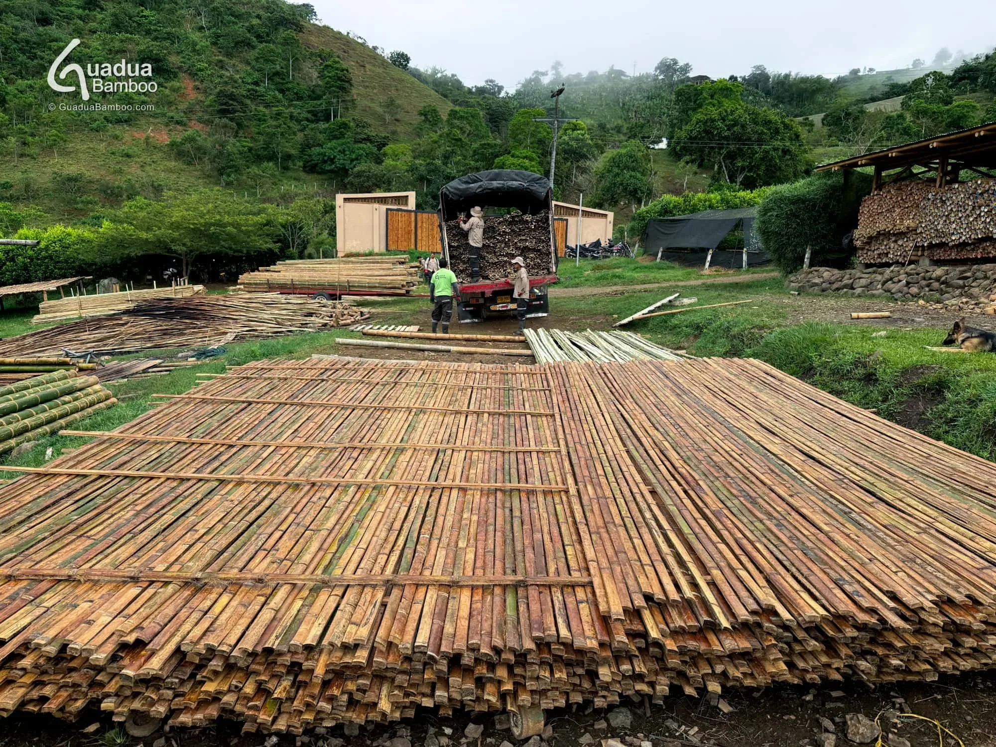 Secado al sol - latas de guadua
