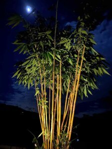 Schizostachyum brachycladum