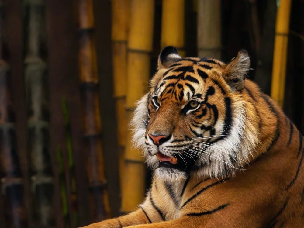 Tigre de Sumatra