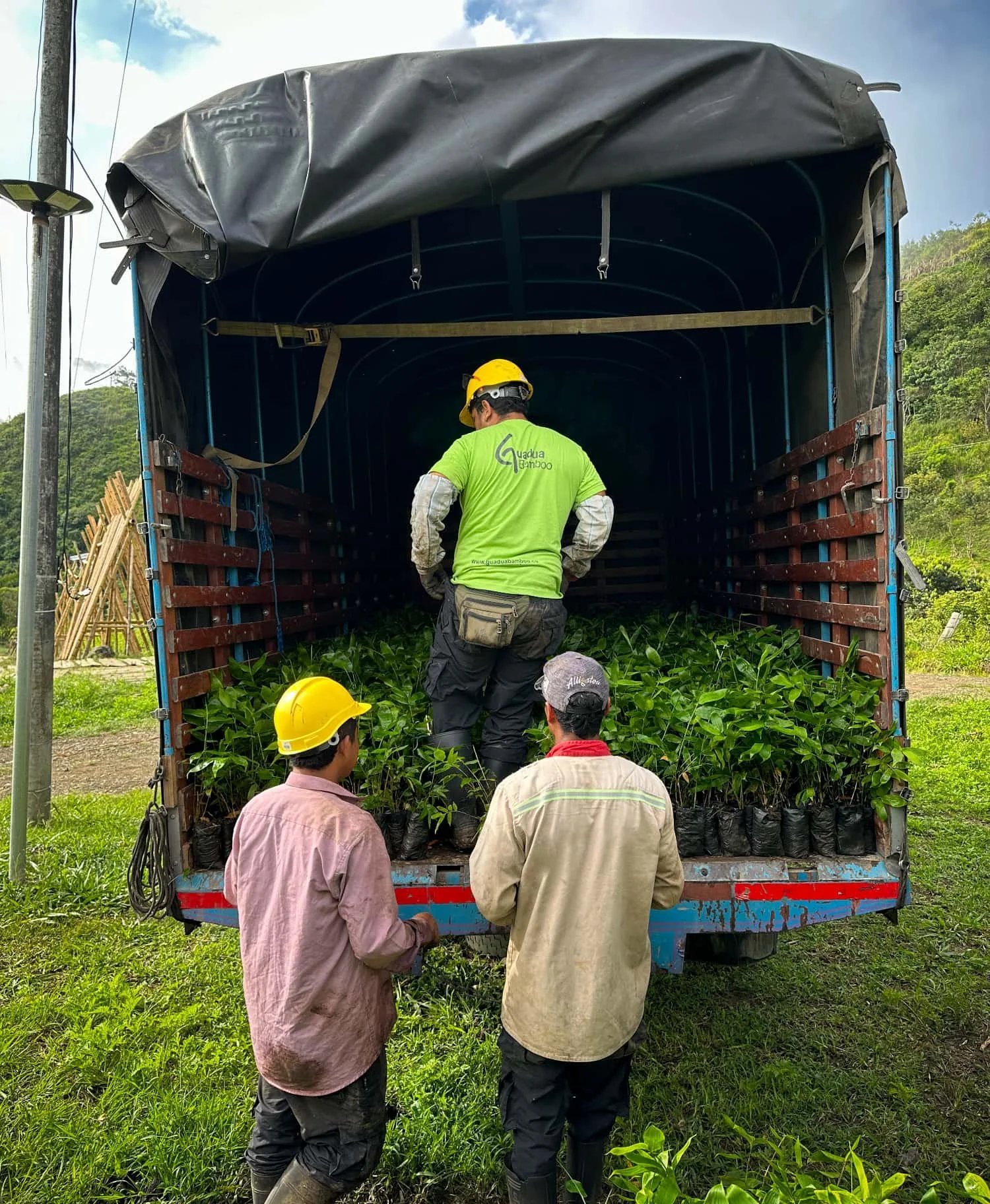 Cargando plantas de bambú Guadua en el vivero de Guadua Bamboo SAS