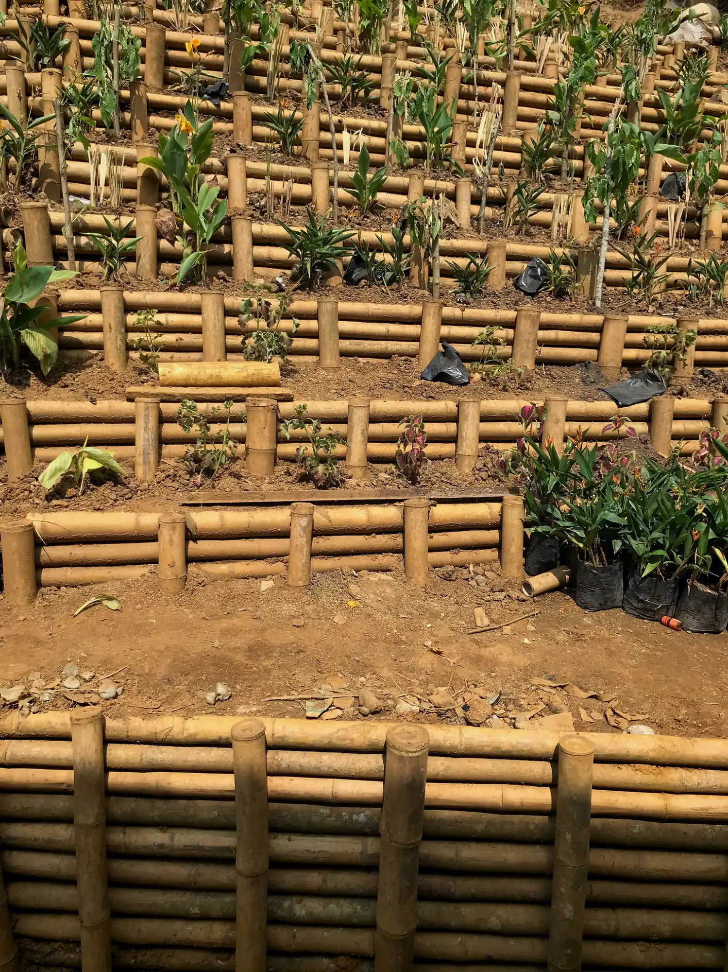 Trinchos en Guadua cruda