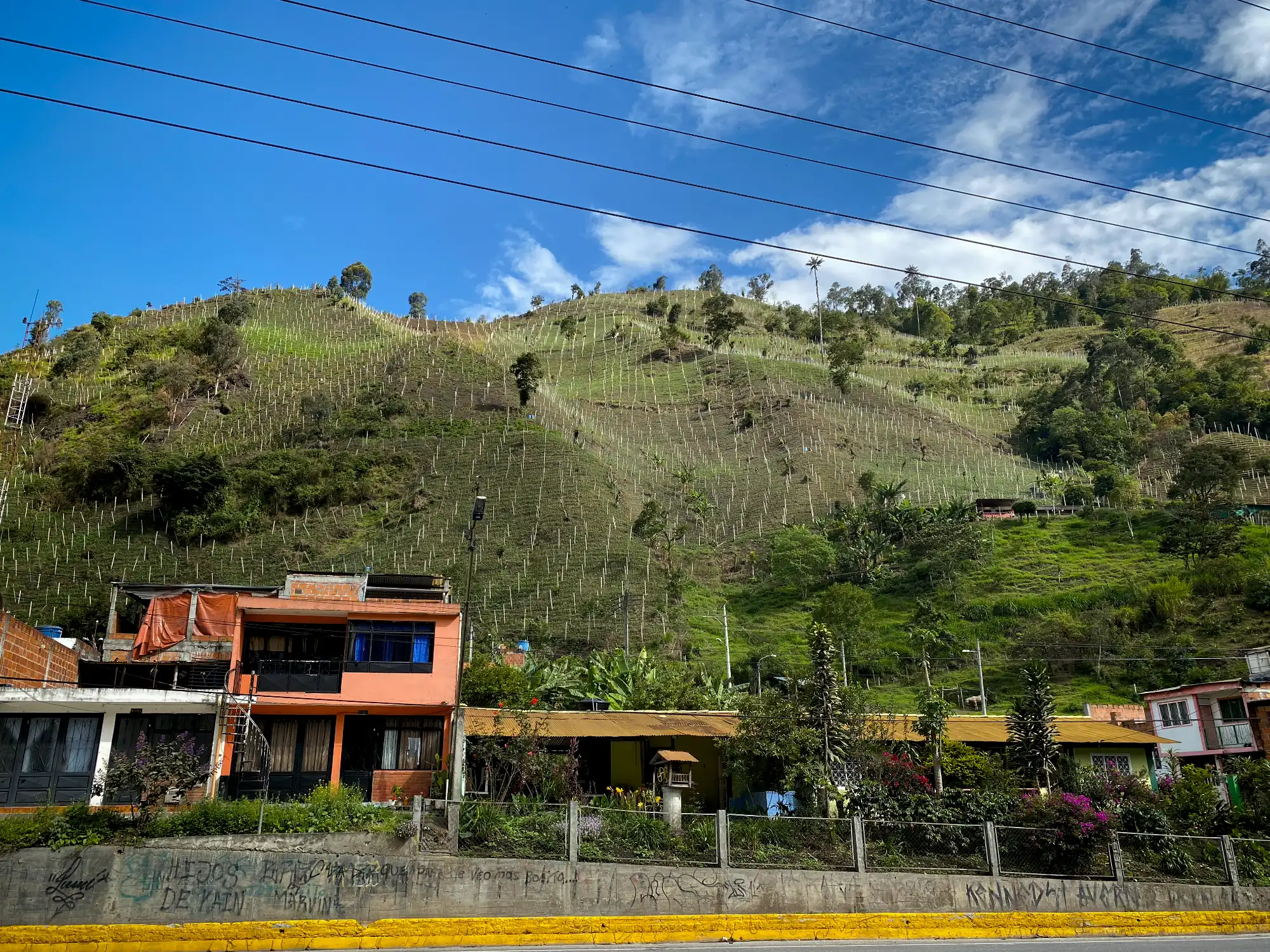 Puntales de guadua cruda para tutores en agricultura