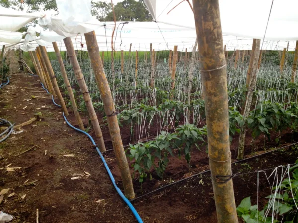 Soportes de invernadero en guadua cruda