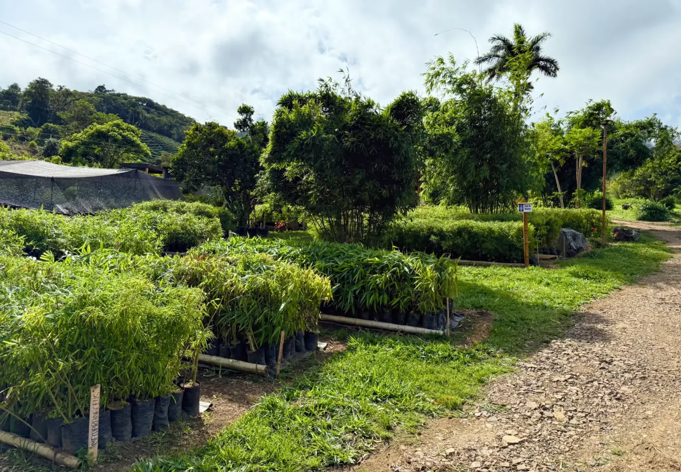 Vivero de bambú especializado - Guadua Bamboo SAS