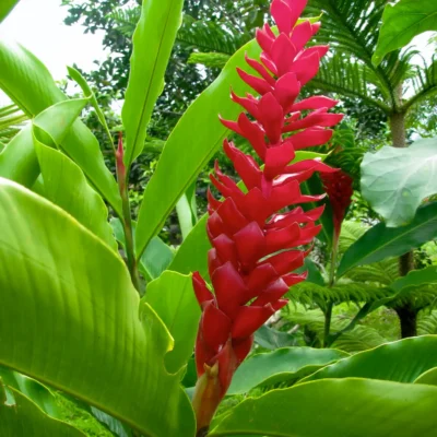 Alpinia purpurata 'Jungle King' (Ginger Rojo)