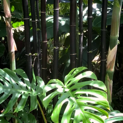 Bambusa lako (Bambú Negro de Timor)