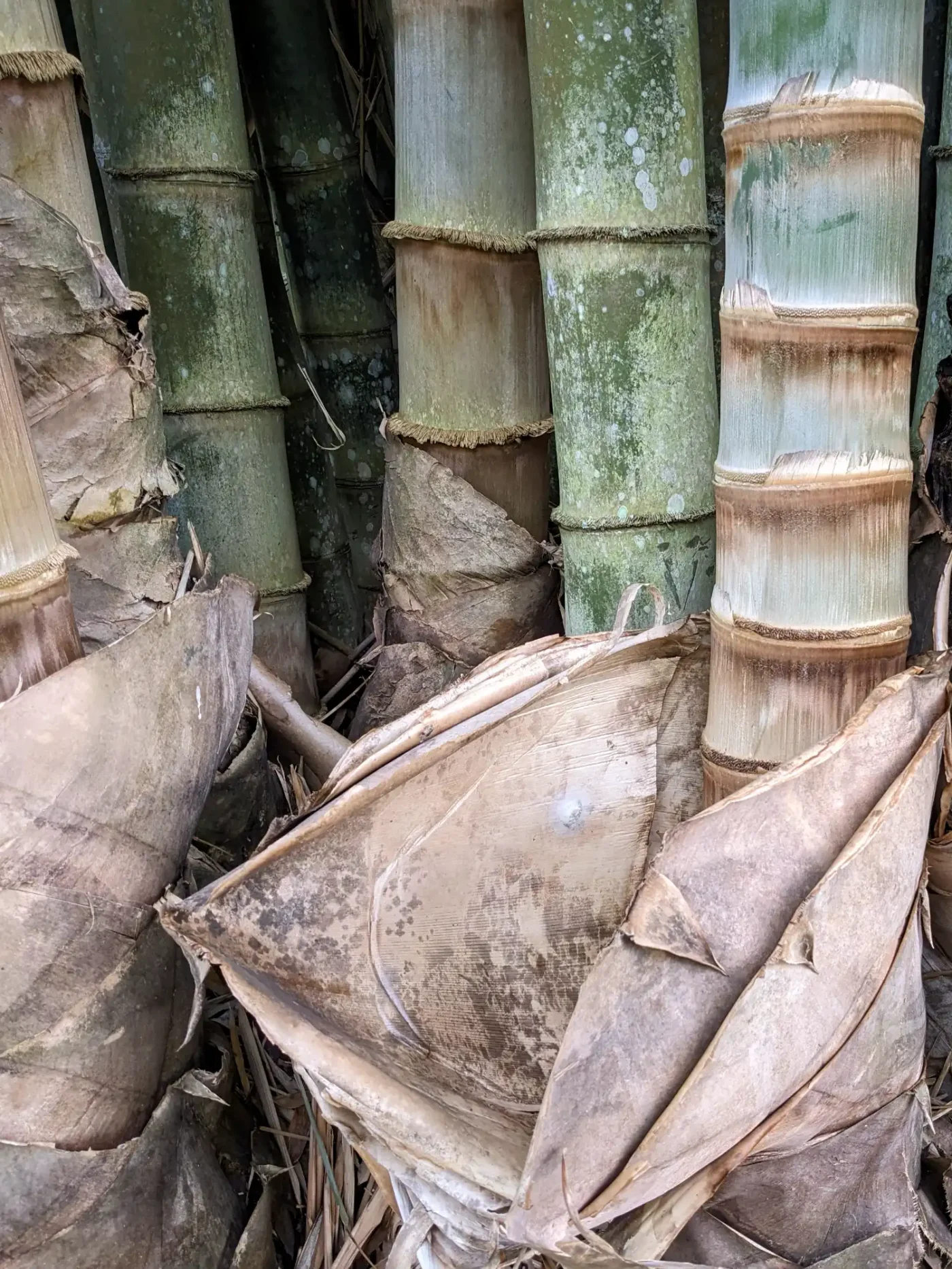 Dendrocalamus brandisii