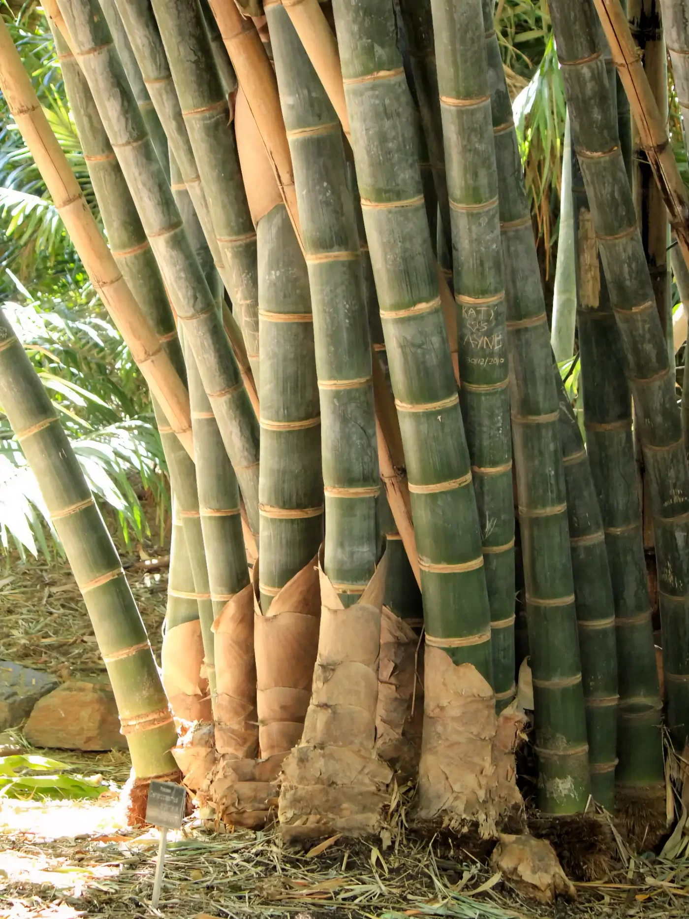 Dendrocalamus giganteus
