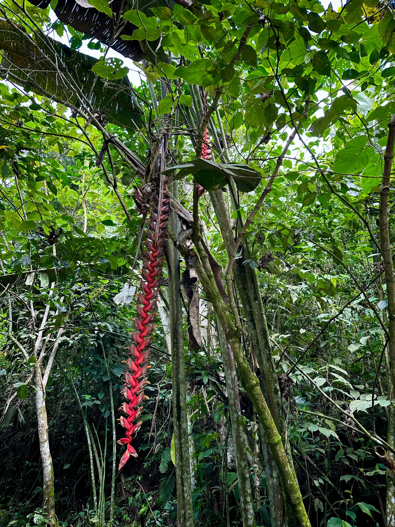 Heliconia titanum en Colombia - Hacienda Guadua Bamboo