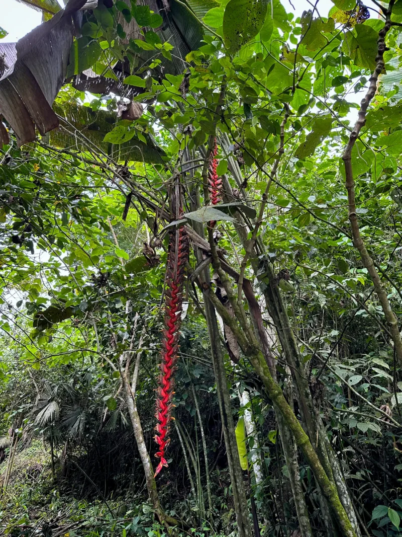 Heliconia titanum en Colombia - Hacienda Guadua Bamboo