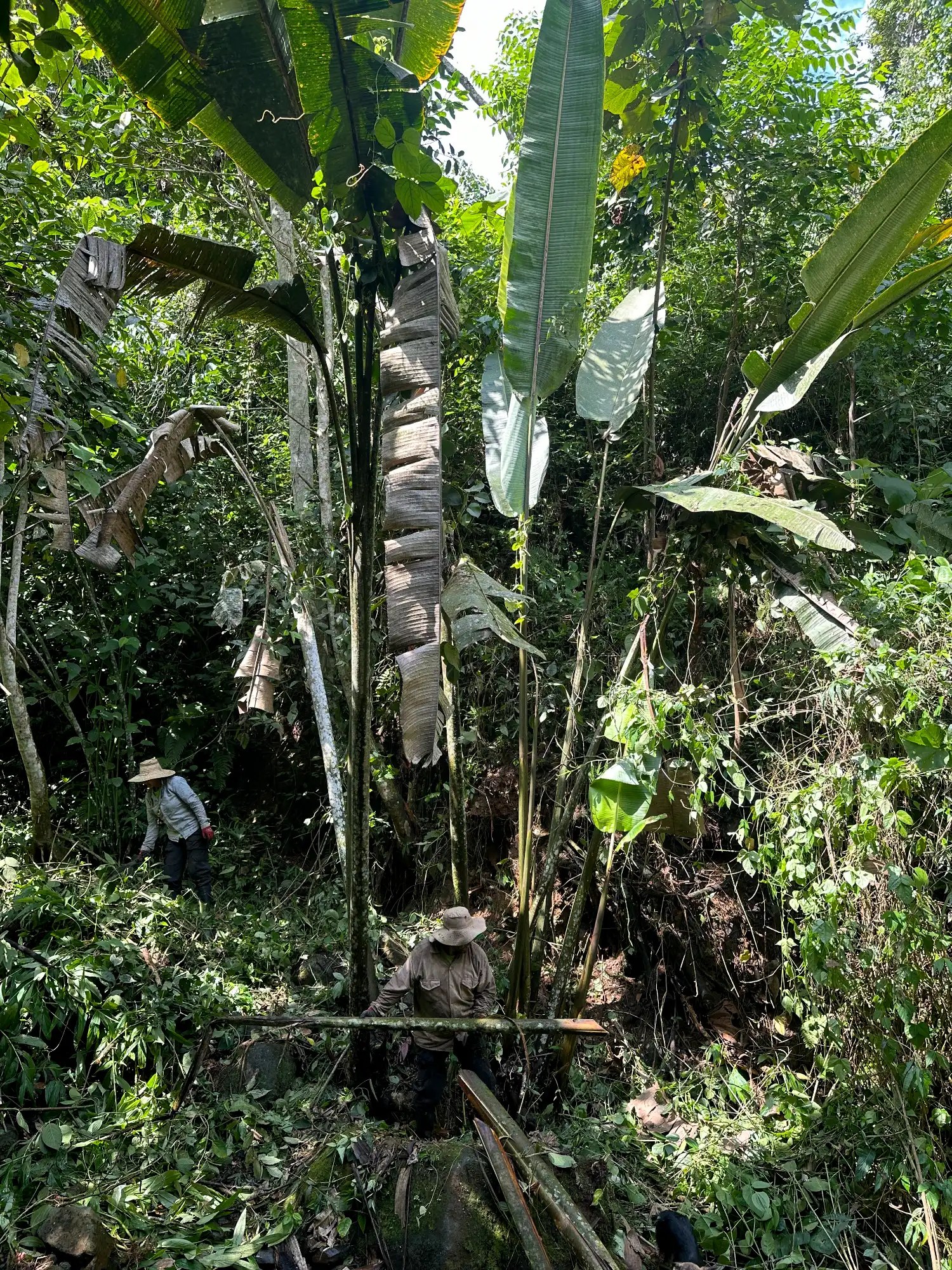Mantenimiento y cuidado preventivo de la Heliconia titanum