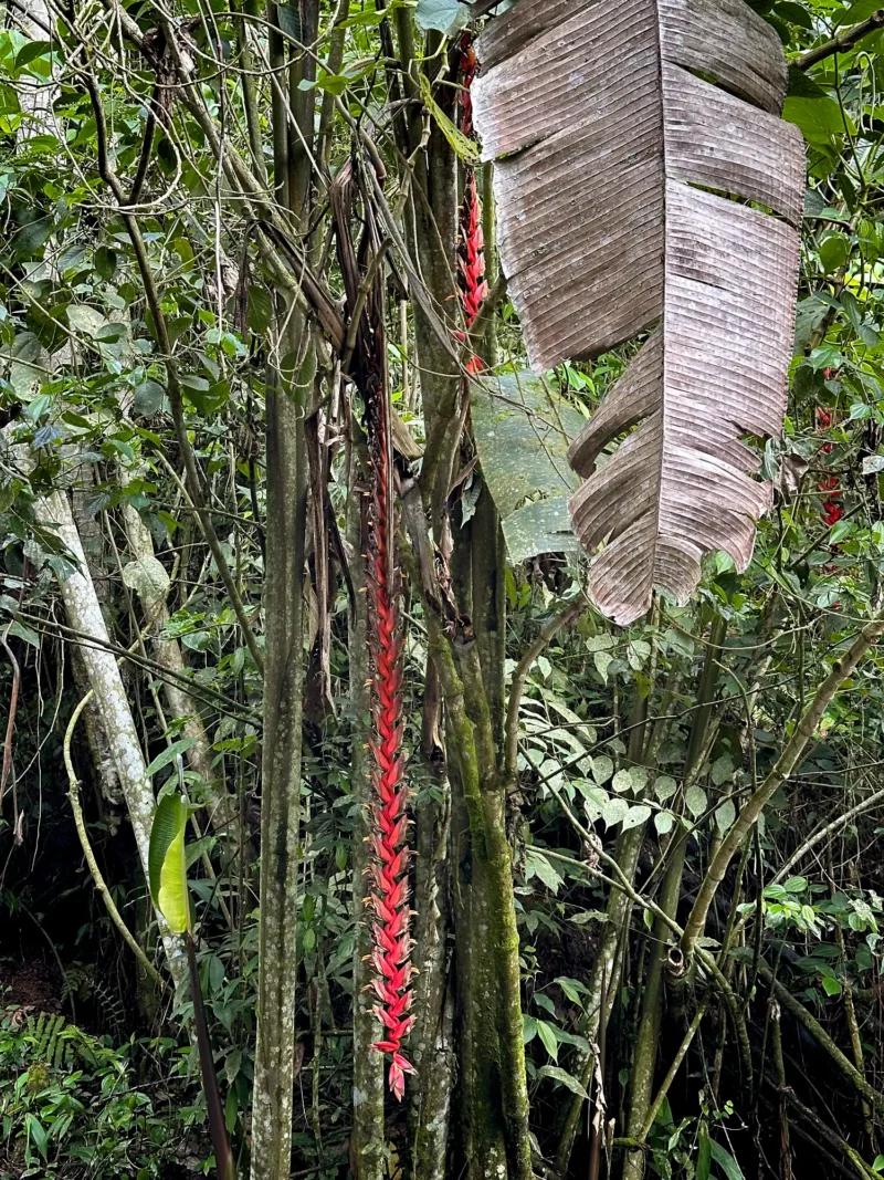 Heliconia titanum en Colombia - Hacienda Guadua Bamboo