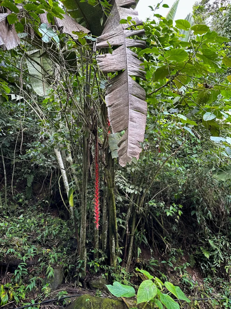 Heliconia titanum en Colombia - Hacienda Guadua Bamboo