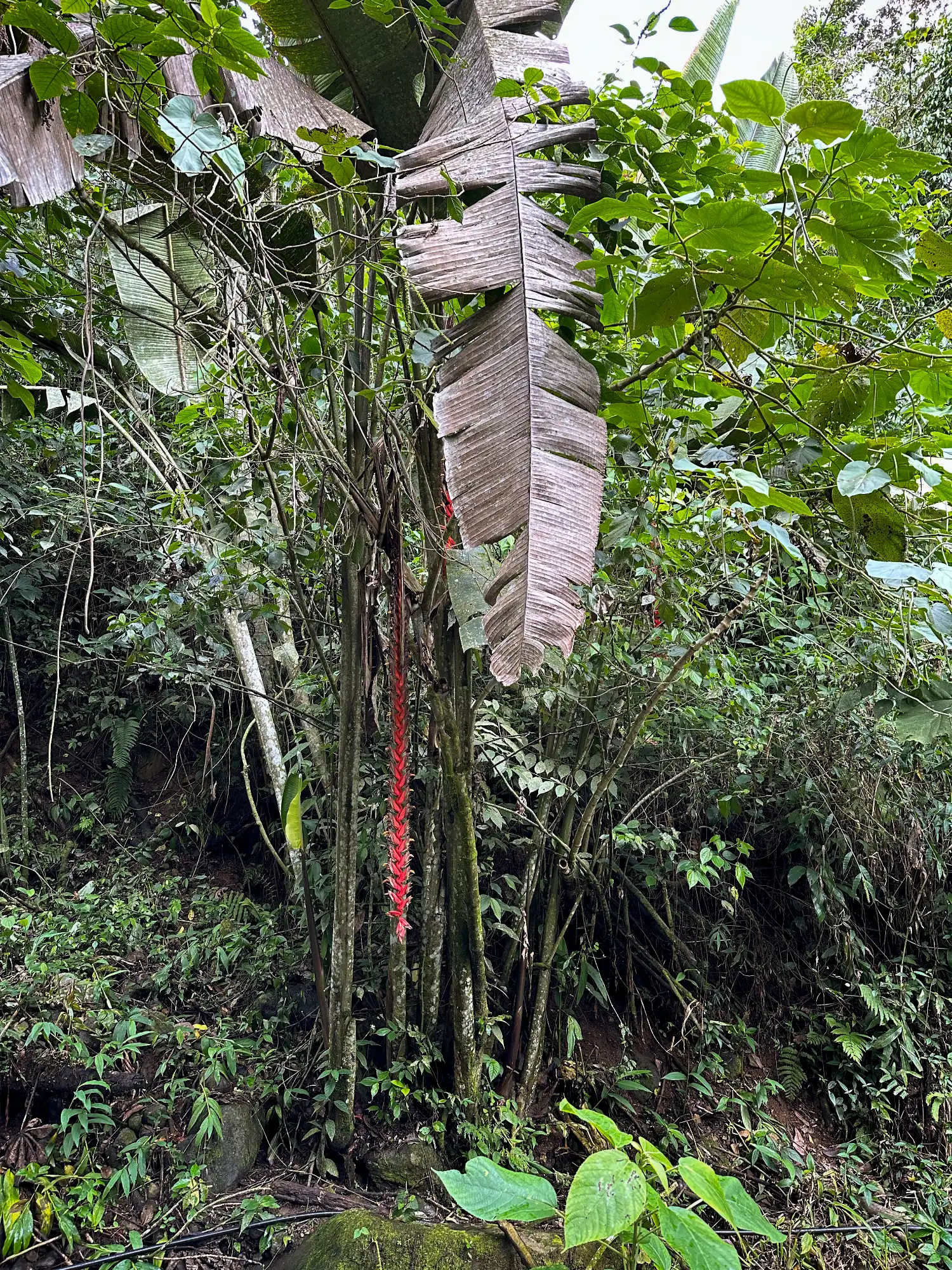 Heliconia titanum en Colombia - Hacienda Guadua Bamboo