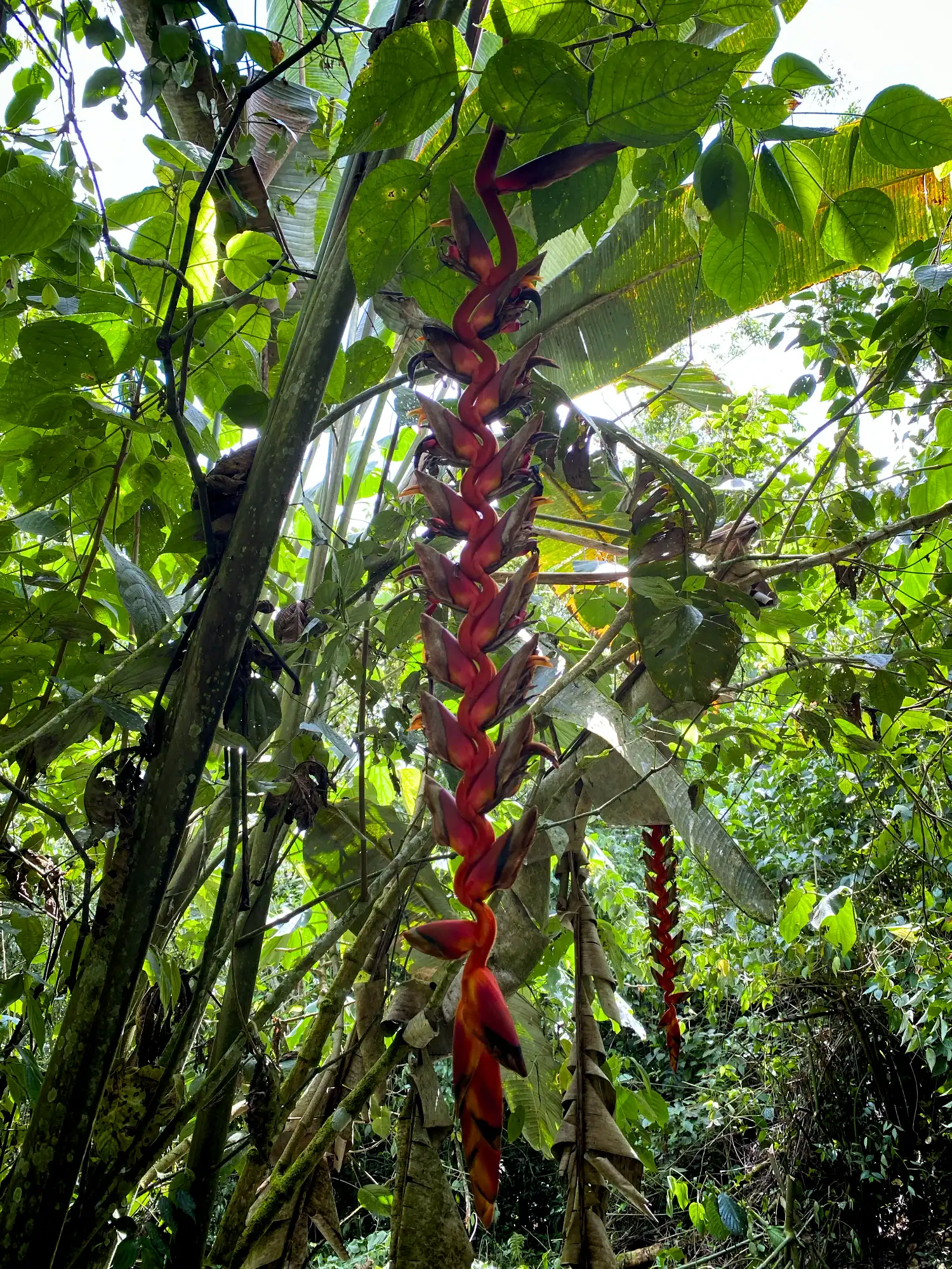 Heliconia titanum en Colombia - Hacienda Guadua Bamboo