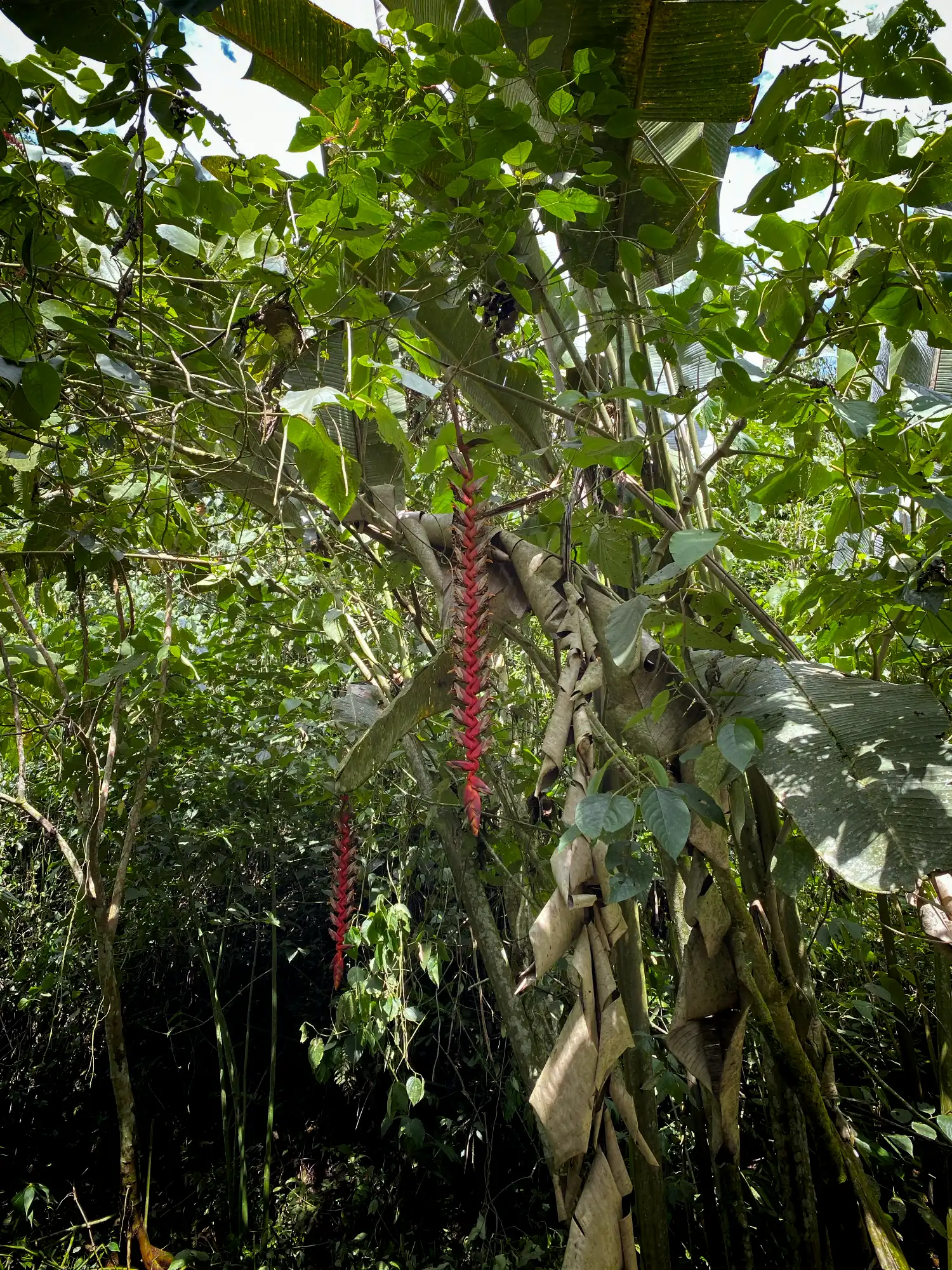 Heliconia titanum en Colombia - Hacienda Guadua Bamboo