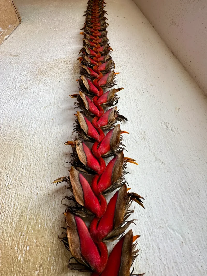 Inflorescencia de Heliconia titanum gigante en Colombia