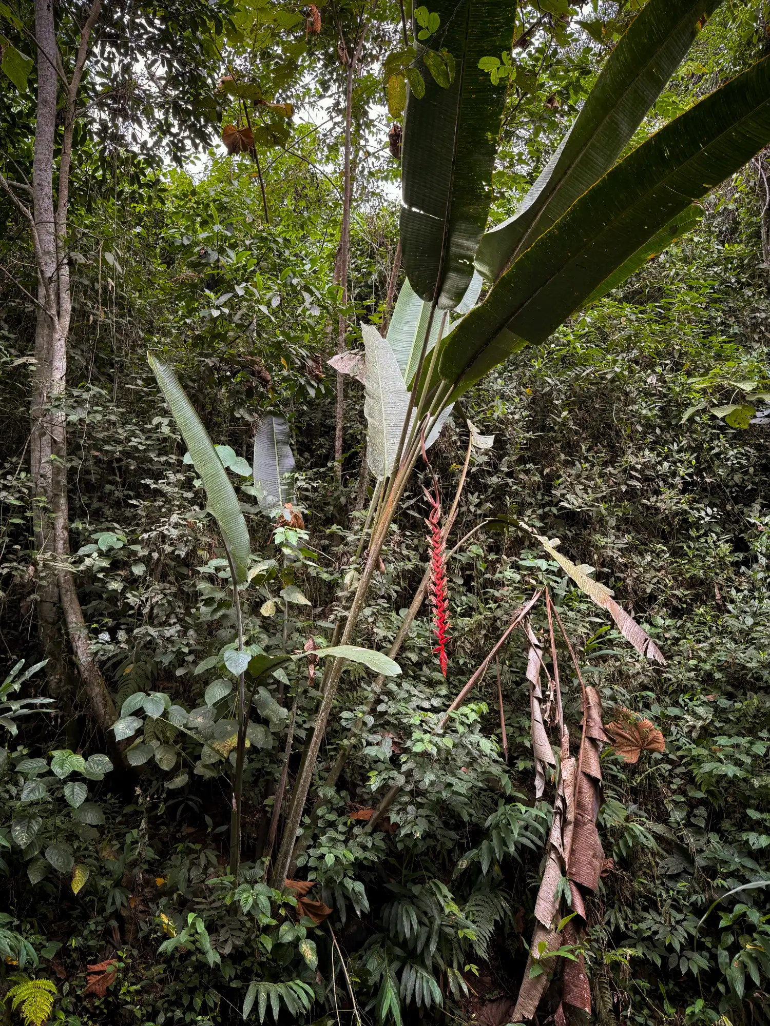 Heliconia titanum en Colombia - Hacienda Guadua Bamboo