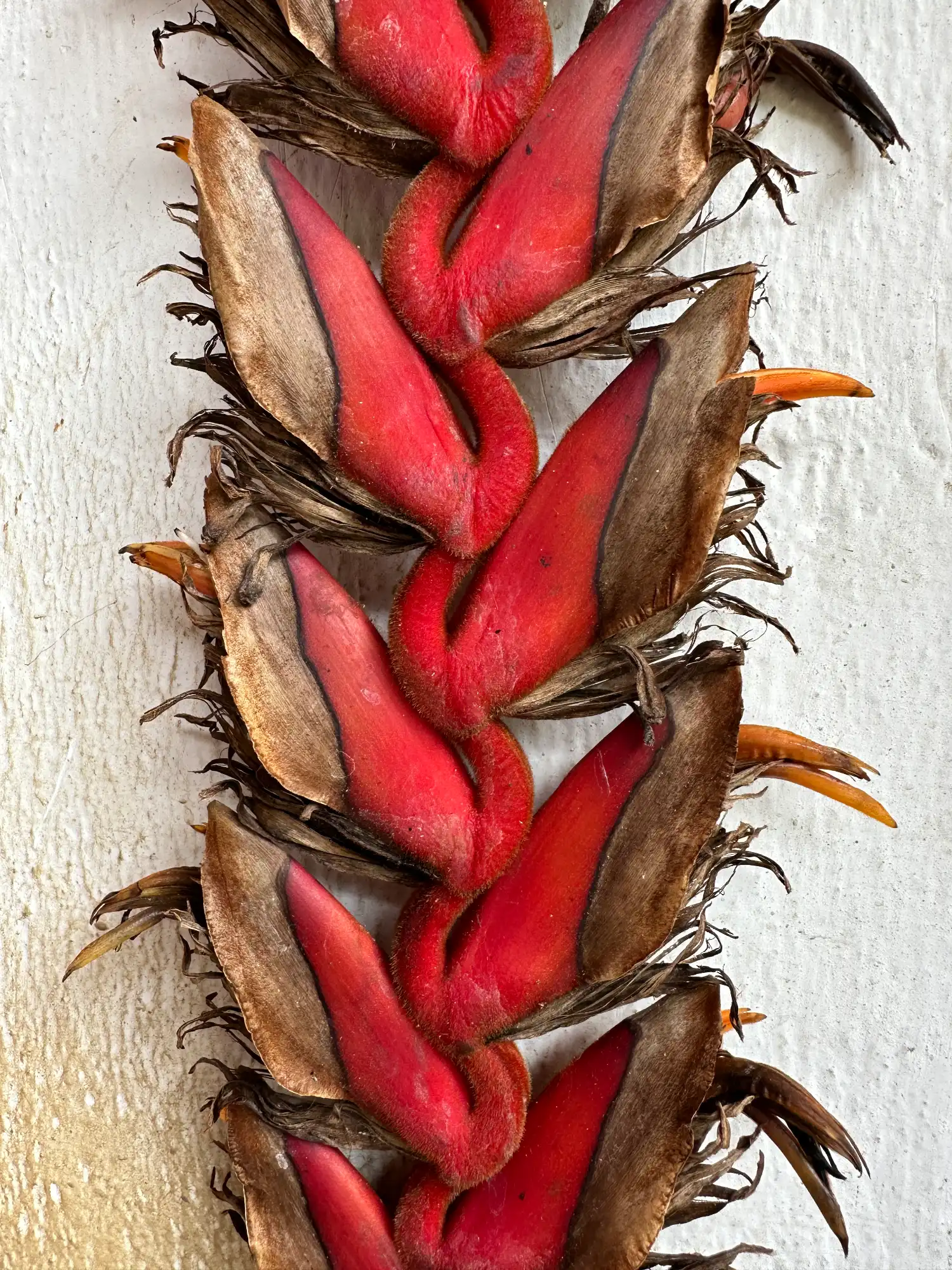 Inflorescencia de Heliconia titanum gigante en Colombia