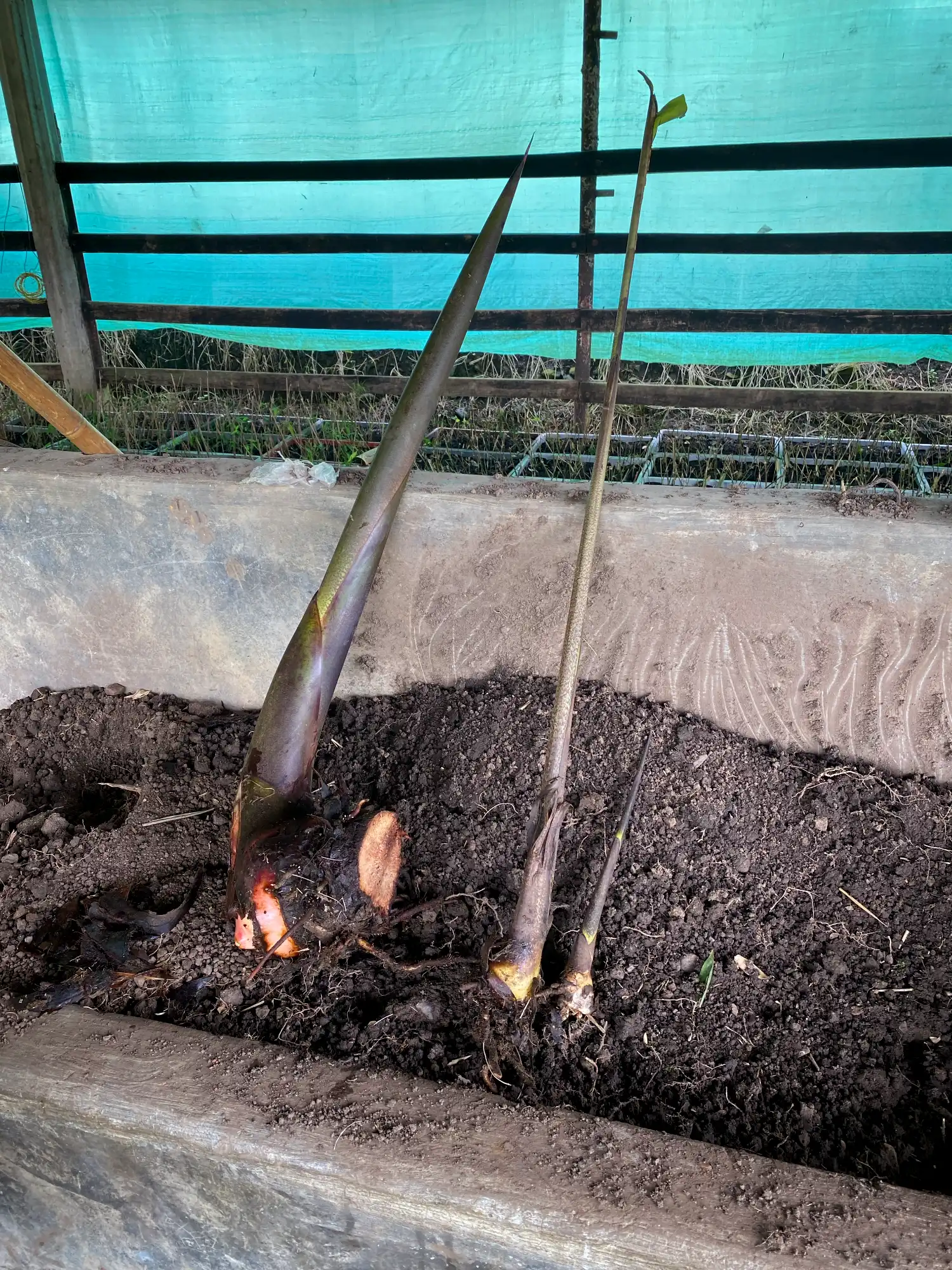Rizomas de Heliconia titanum rescatados para su propagación y conservación