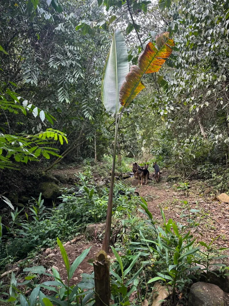 Rizomas de Heliconia titanum replantados para la conservación de la especie en Hacienda Guadua Bamboo