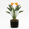 Planta de Ave del Paraíso (Strelitzia reginae)