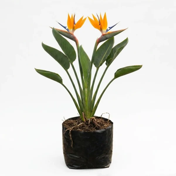 Planta de Ave del Paraíso (Strelitzia reginae)
