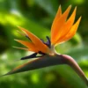 Ave del Paraíso (Strelitzia reginae)