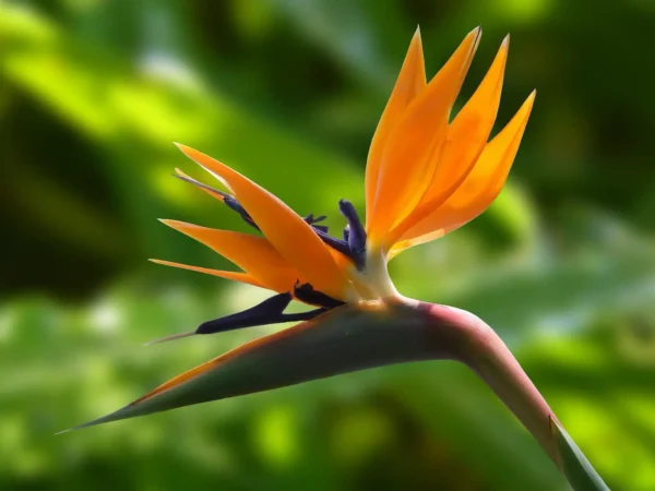 Ave del Paraíso (Strelitzia reginae)