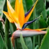 Ave del Paraíso (Strelitzia reginae)