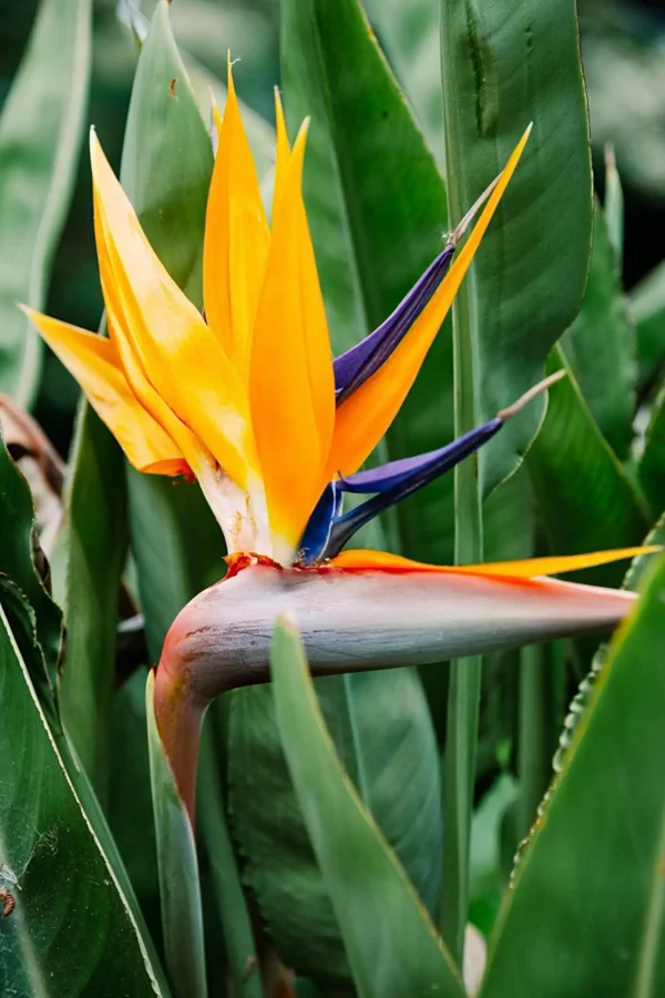 Ave del Paraíso (Strelitzia reginae)