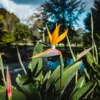 Ave del Paraíso (Strelitzia reginae)