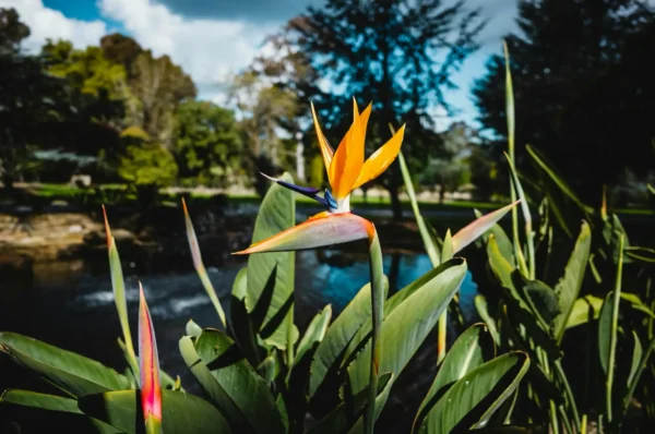 Ave del Paraíso (Strelitzia reginae)
