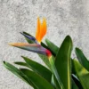 Ave del Paraíso (Strelitzia reginae)