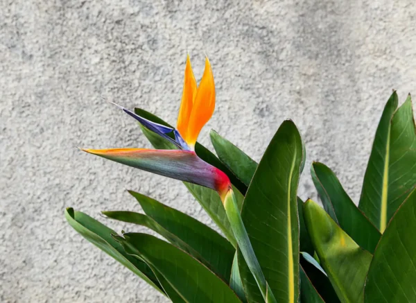 Ave del Paraíso (Strelitzia reginae)